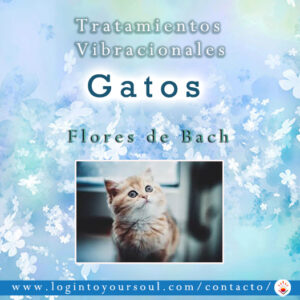 flores bach gatos